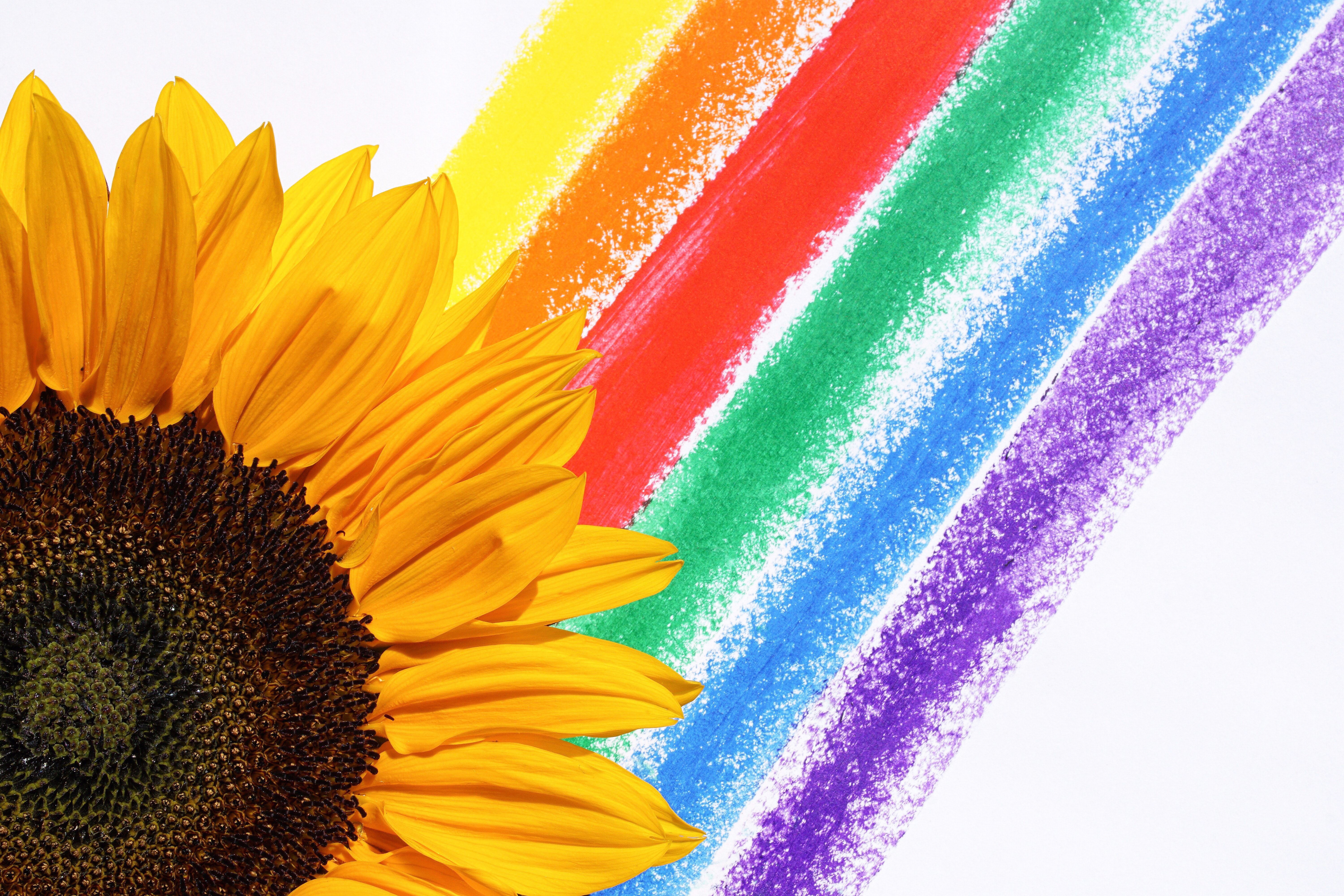 yellow-flower-illustration-1172542